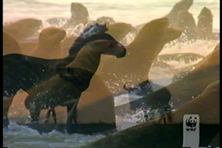 2003 NHS Football vs Walpole